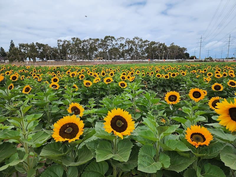 Carlsbad Strawberry Company
