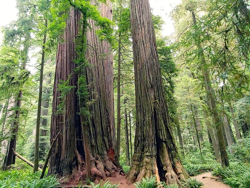 Jedediah Smith Redwoods State Park