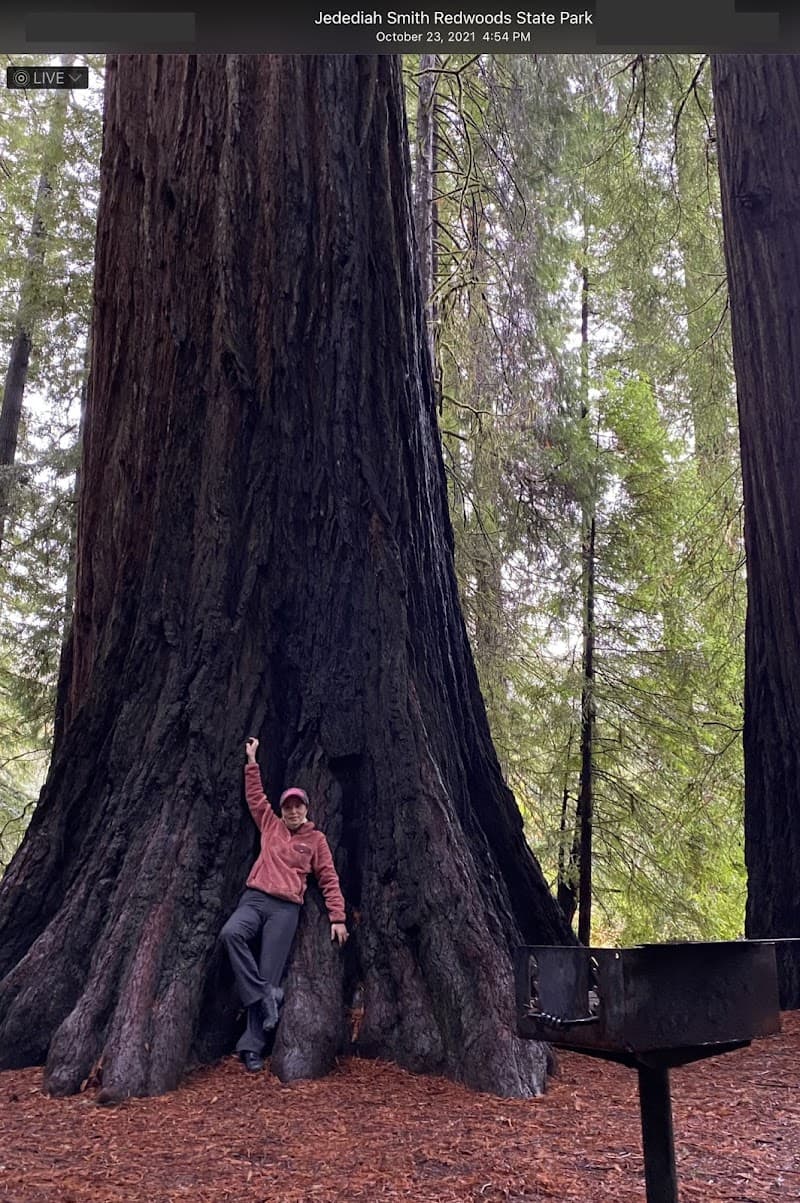 Avenue of the Giants