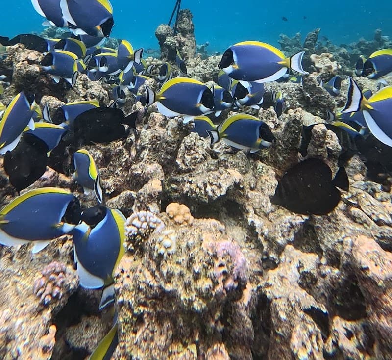 Sandbank Tour and Turtle Point Snorkeling